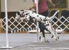 Jingle owned by Michelle Howard